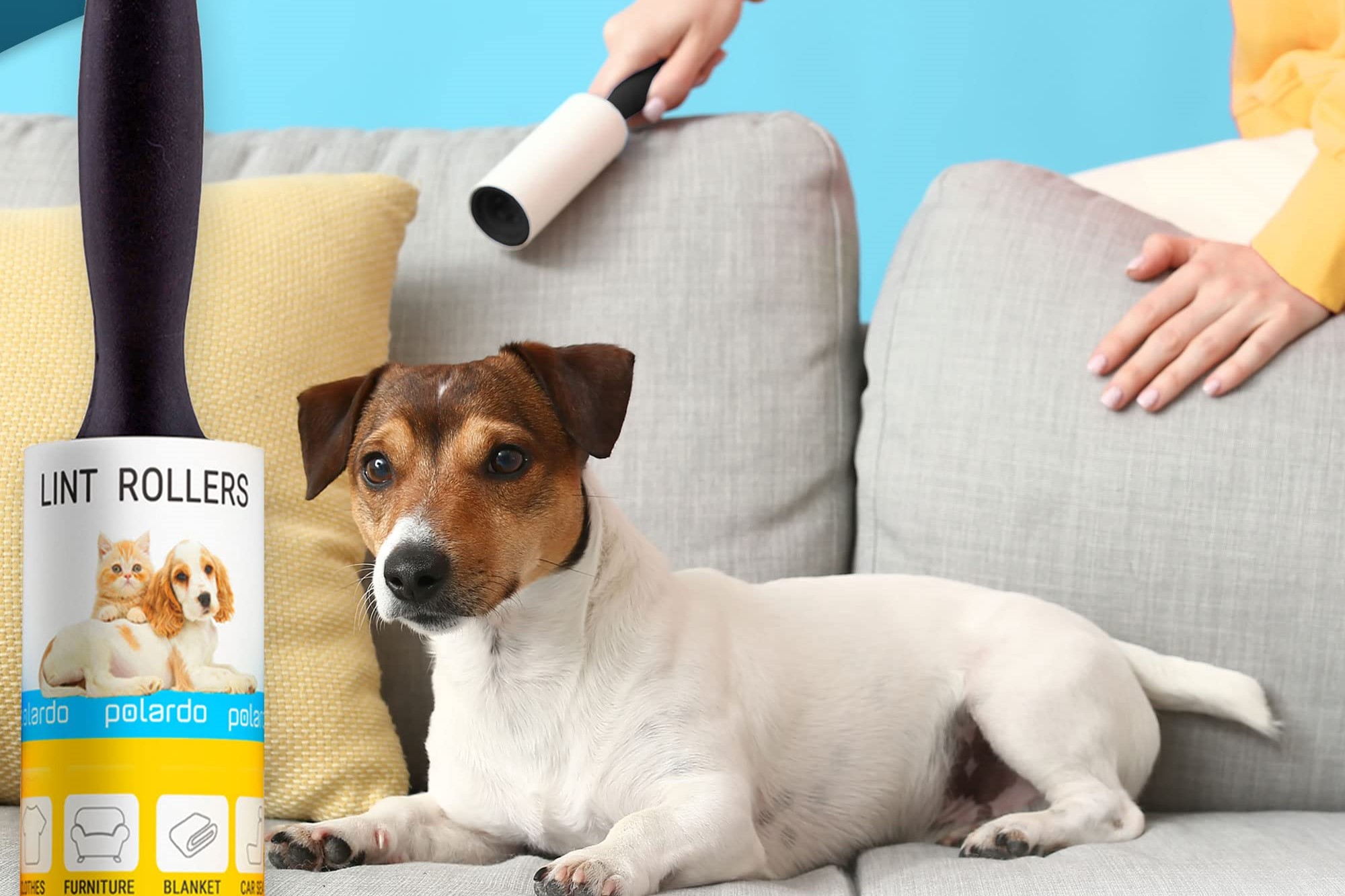 Best tools for removing dog hair from furniture